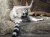 Lemur's Day Off