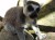 Lemurs!!!