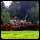 2015-08-15 19.30.35-1