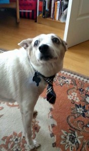 Laika in a Tie