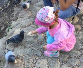 Feeding birds