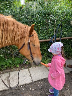 horses - feeding carrots